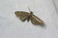 Eupithecia vulgata