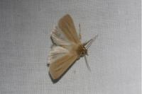 Mythimna pallens