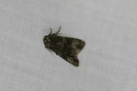 Craniophora ligustri