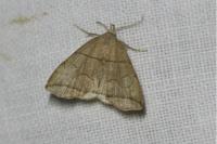 Herminia grisealis