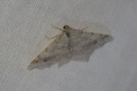 Macaria alternata