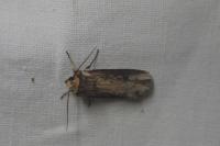 Axylia putris