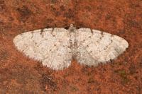 Aethalura punctulata