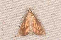 Nascia cilialis