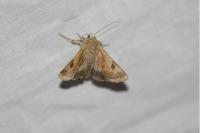 Heliothis peltigera