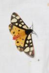 Arctia villica