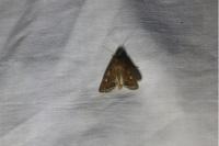 Lacanobia oleracea