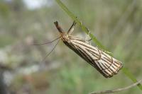 Chrysocrambus linetella