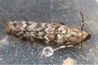 Dioryctria abietella