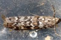 Dioryctria abietella