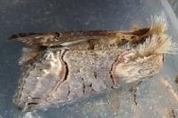 Abrostola triplasia