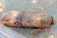 Agrotis ipsilon