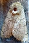 Charanyca trigrammica