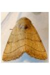 Charanyca trigrammica