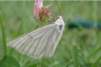 Siona lineata