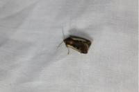 Ochropleura plecta