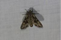 Lacanobia w-latinum