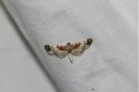 Eupithecia breviculata