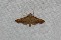 Endotricha flammealis