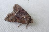 Oligia