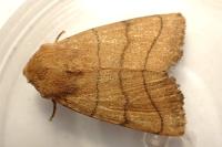 Charanyca trigrammica