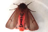 Phragmatobia fuliginosa