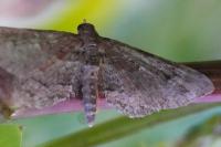 Gymnoscelis rufifasciata