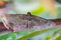 Gymnoscelis rufifasciata