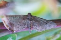 Gymnoscelis rufifasciata