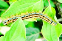 Malacosoma neustria