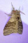 Calliteara pudibunda