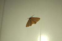 Scopula rubiginata