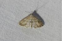 Parapoynx stratiotata
