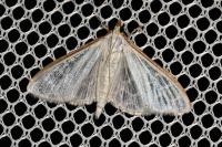 Palpita vitrealis