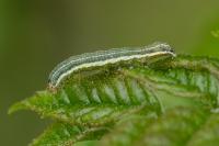 Egira conspicillaris