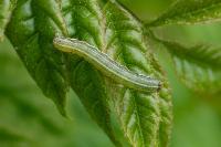 Egira conspicillaris