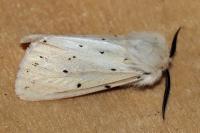 Spilosoma lubricipeda
