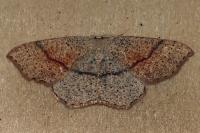 Cyclophora punctaria