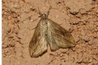Evergestis forficalis