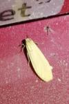 Wittia sororcula