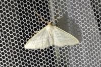 Idaea subsericeata