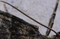 Thera britannica