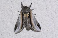 Pheosia tremula