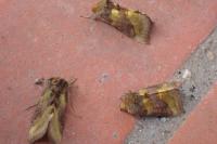 Diachrysia chrysitis