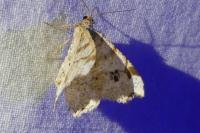 Macaria notata