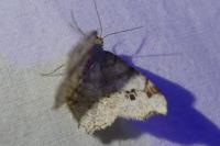 Macaria notata
