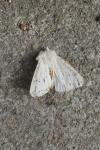 Spilosoma lubricipeda