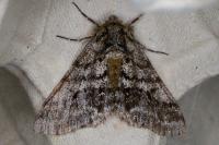 Lycia hirtaria