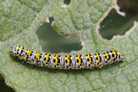 Cucullia verbasci