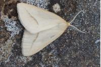 Aspitates gilvaria